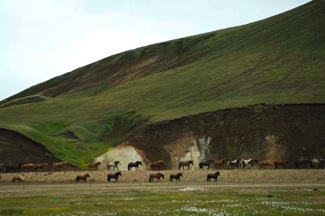 icelandic-horses